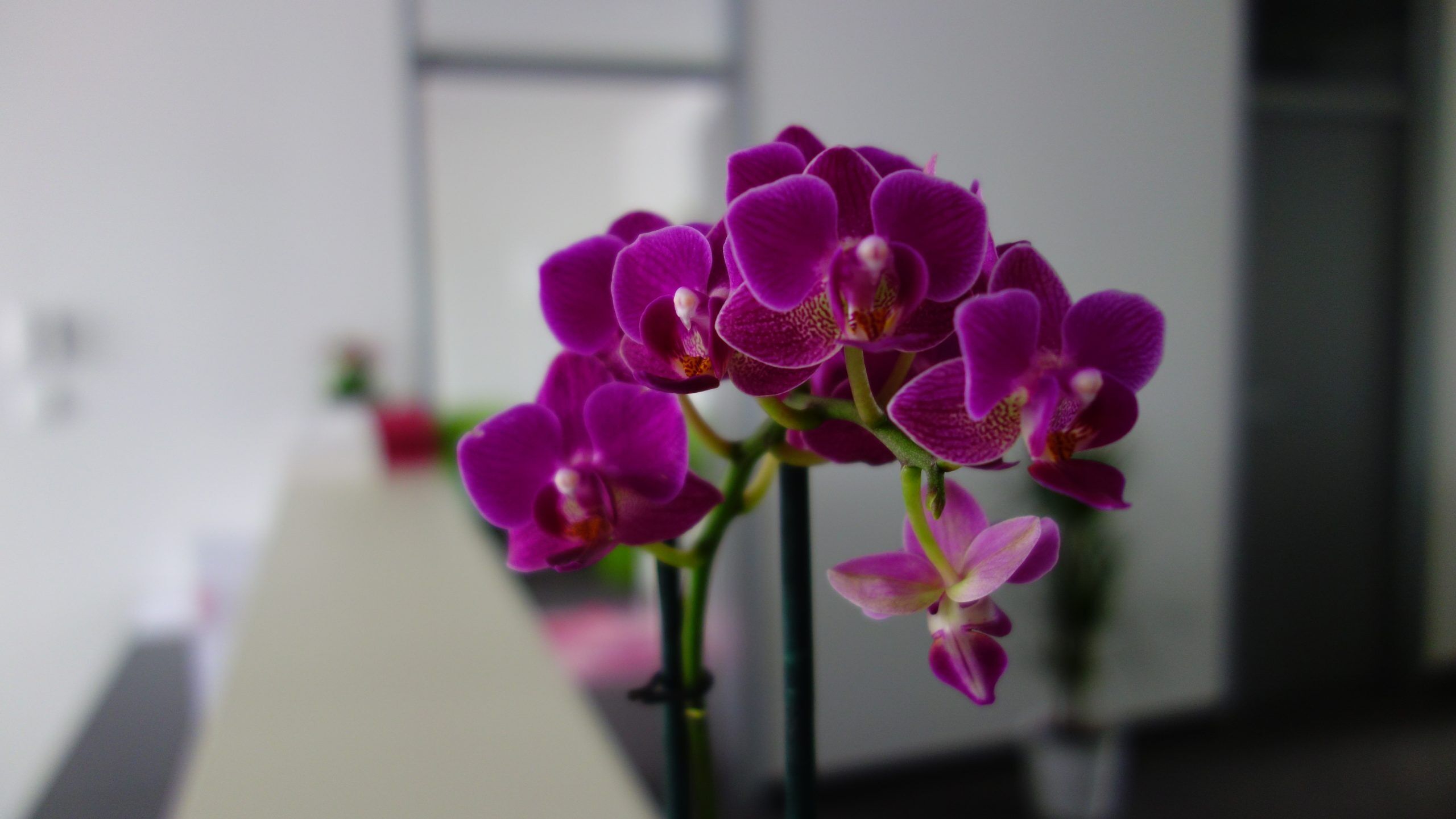 Eine Nahaufnahme von leuchtend lila blühenden Orchideen vor einem unscharfen Innenhintergrund mit weißen und grauen Farbtönen und einem Hauch von Grün von Topfpflanzen.